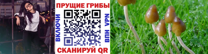 Галлюциногенные грибы Psilocybe  Купить где  Аша 